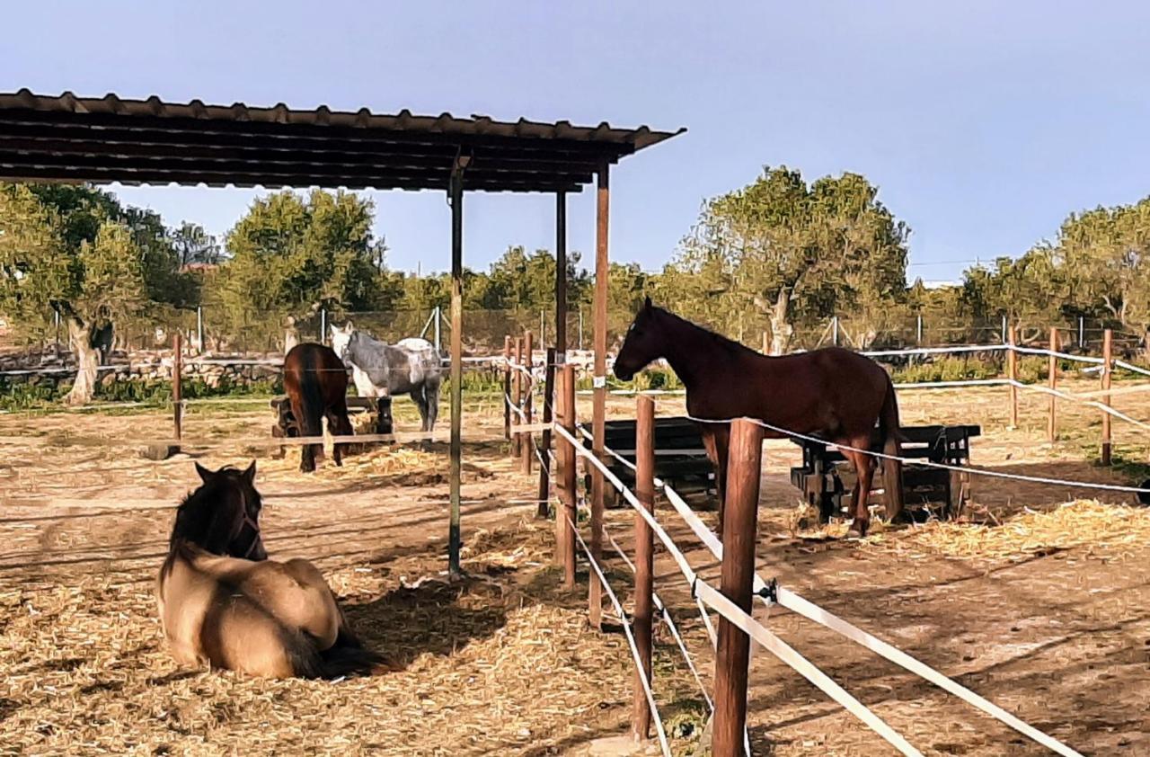 Vacacional Con Piscina Privada Y Barbacoa Holiday home
